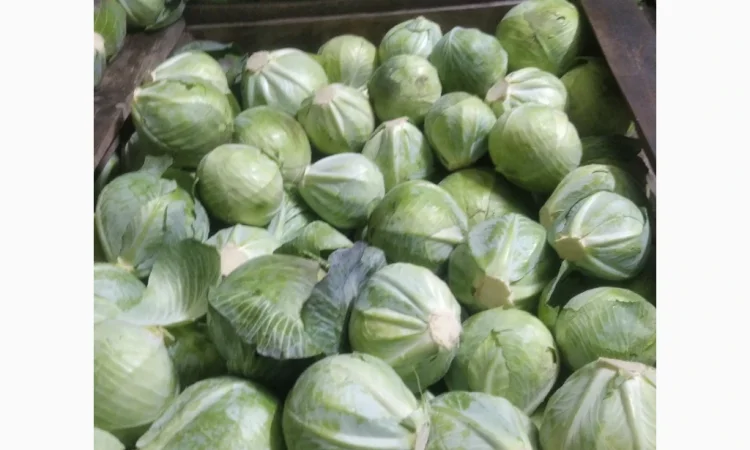 Капуста сорт еспект сторідор на продаж - фото № 4