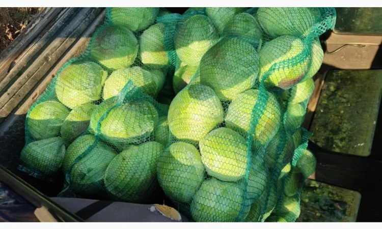 Капуста на продаж - фото № 2