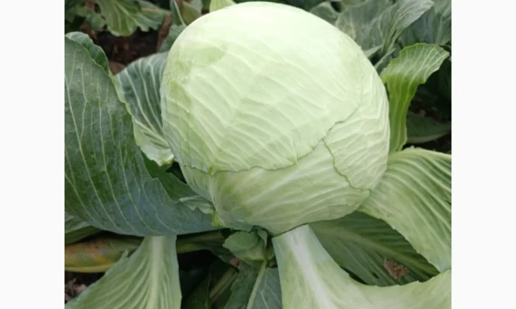 Продаю капусту сортов Валентина и Домінанта - фото № 2