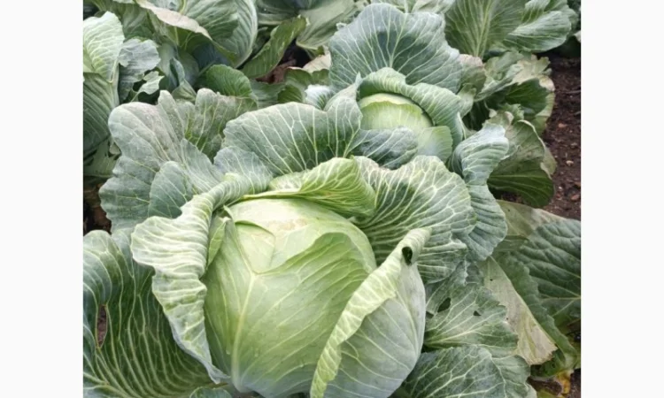 Продаю капусту сортов Валентина и Домінанта - фото № 3