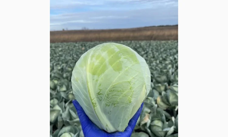 Продаж капусти сорту Анкома оптом - фото № 1