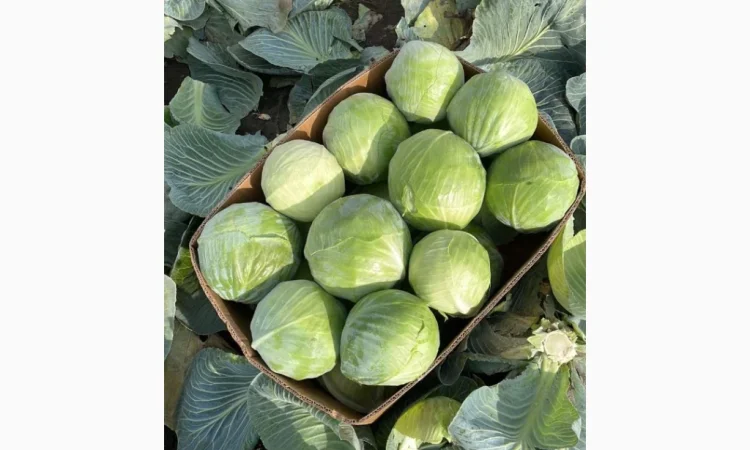 Продаж капусти сорту Анкома оптом - фото № 2