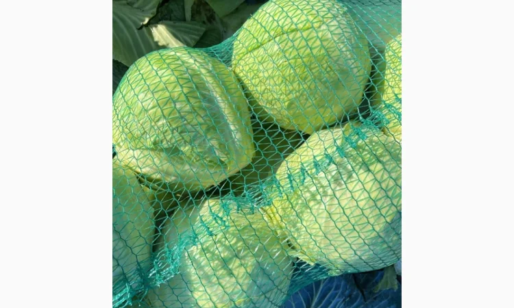 Продаж капусти сорту Анкома оптом - фото № 3