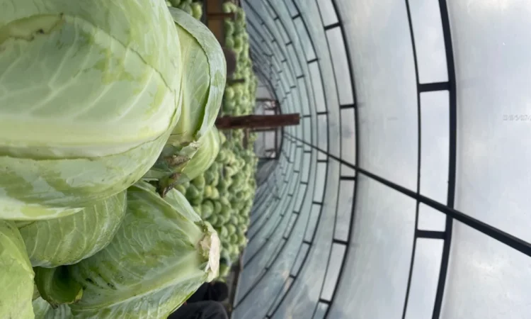 Продаж капусти сорту Анкома оптом - фото № 4