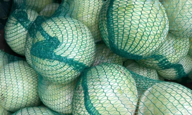 Продаж капусти сорту Анкома оптом - фото № 5