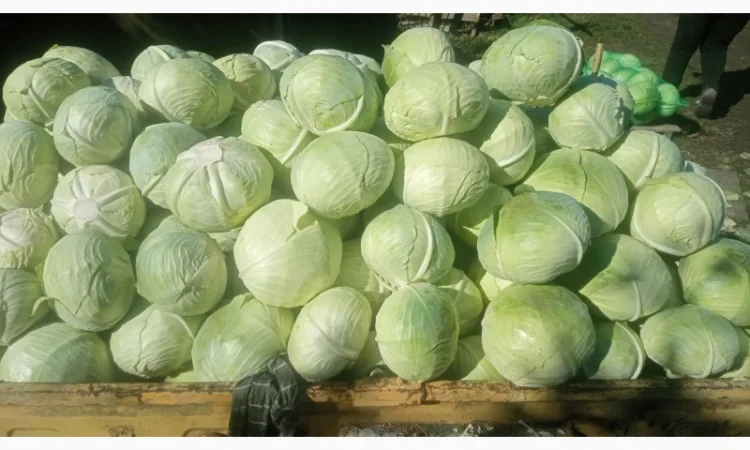 Капуста сорт Агресор на продаж - фото № 1