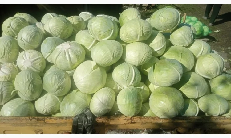 Капуста сорт Агресор на продаж - фото № 2