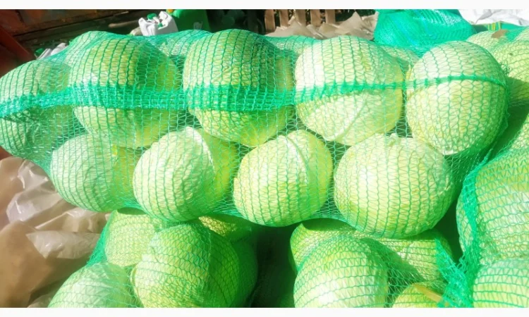 Капуста сорт Агресор на продаж - фото № 3