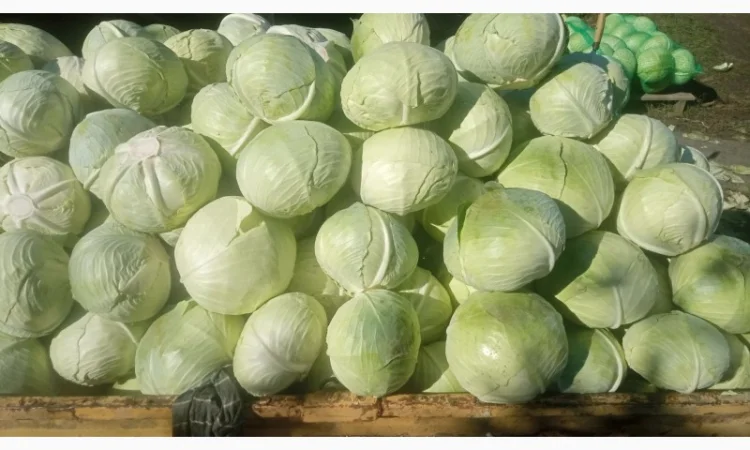 Капуста сорт Агресор на продаж - фото № 4