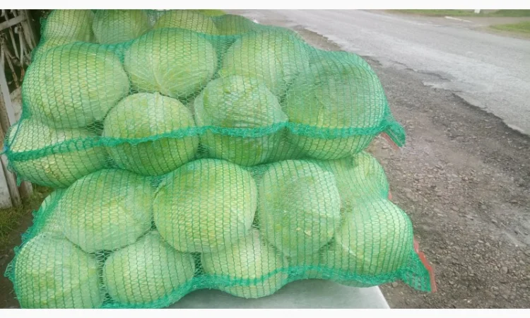 Капуста сорт Агресор на продаж - фото № 5