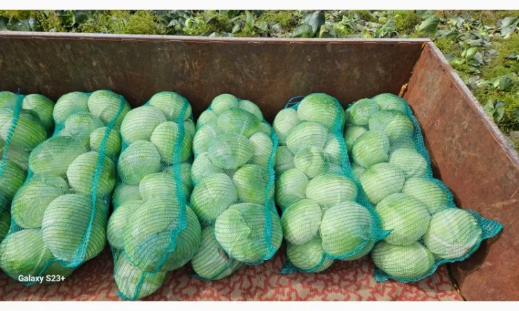 Продаю капусту Агресор - фото № 1