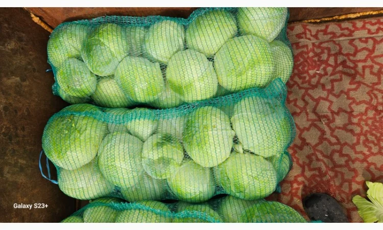 Продаю капусту Агресор - фото № 2