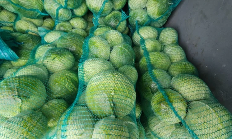 Продаю капусту Агресор - фото № 3