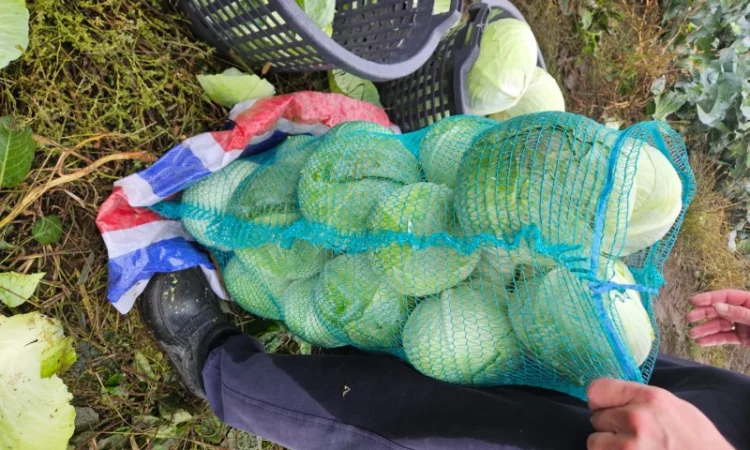 Продаю капусту Агресор - фото № 4