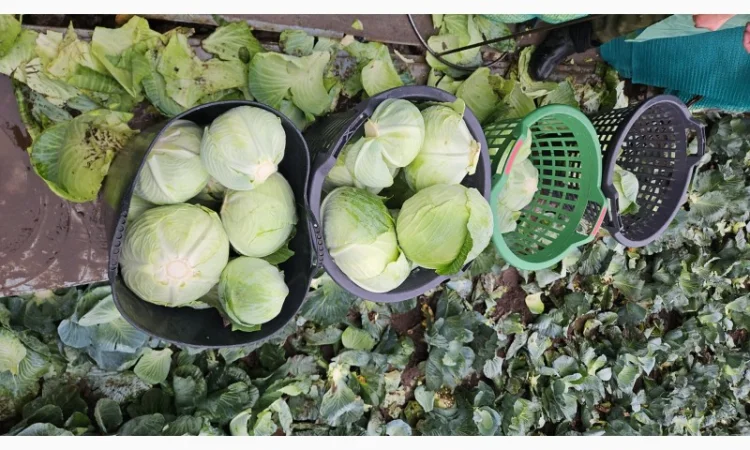 Продаю капусту Агресор - фото № 5