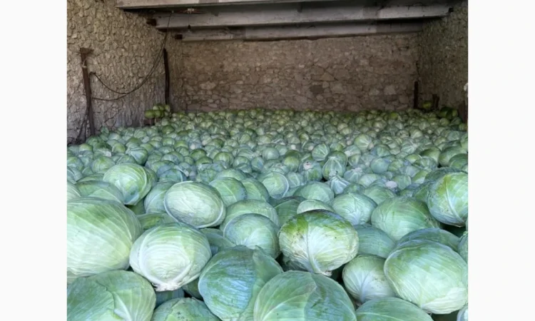 Капуста середньопізніх та пізніх сортів на продаж - фото № 1