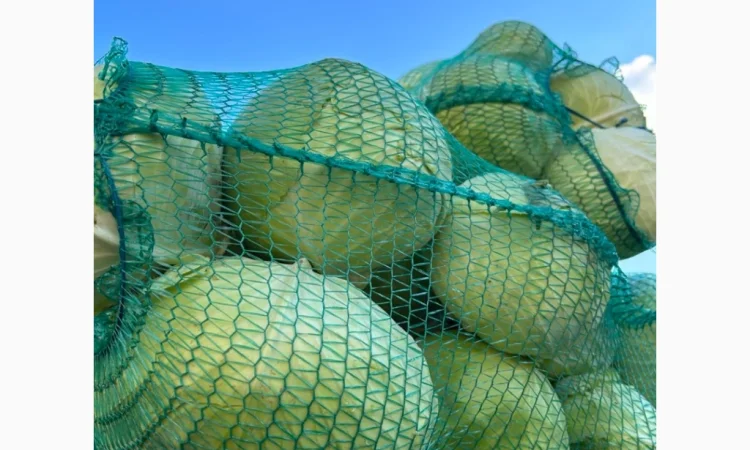 Капуста середньопізніх та пізніх сортів на продаж - фото № 2