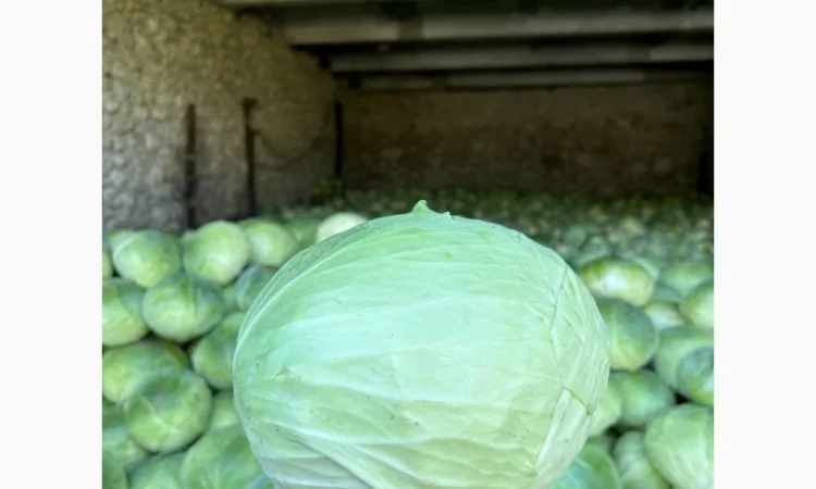 Капуста середньопізніх та пізніх сортів на продаж - фото № 3