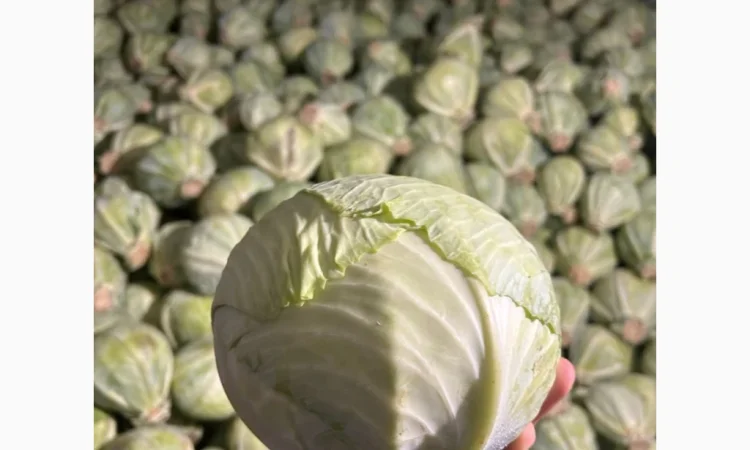 Капуста середньопізніх та пізніх сортів на продаж - фото № 6