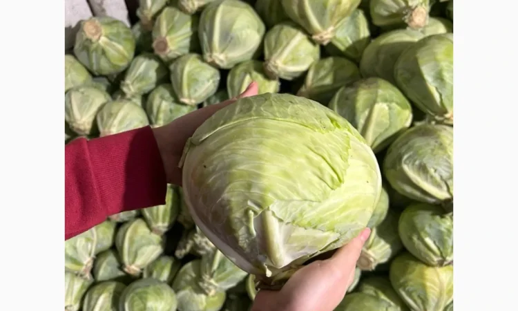 Капуста середньопізніх та пізніх сортів на продаж - фото № 7