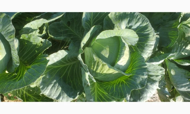 Капуста сорт Агресор на продаж - фото № 1