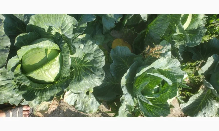 Капуста сорт Агресор на продаж - фото № 2