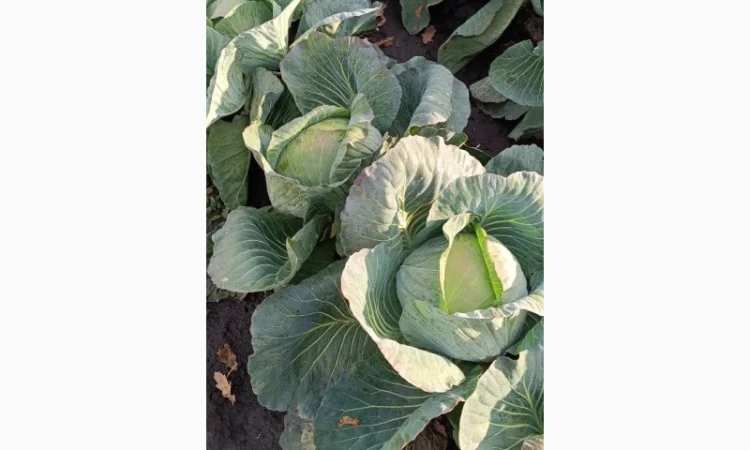 Капуста агрессор на продаж - фото № 1