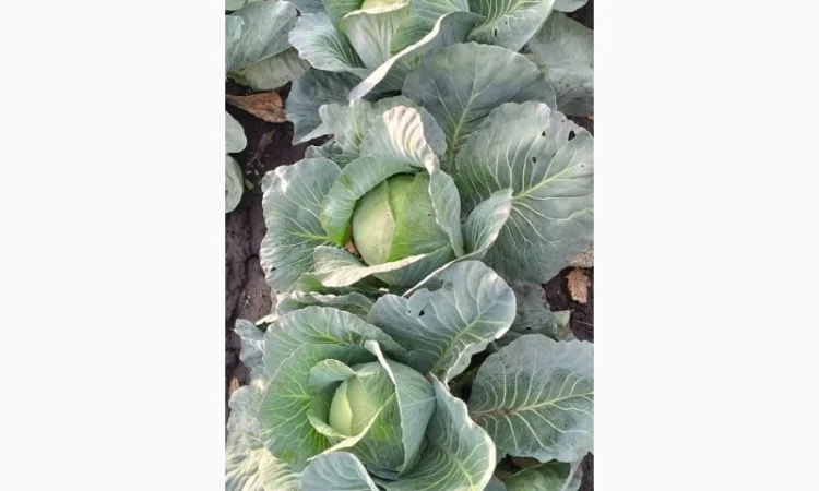 Капуста агрессор на продаж - фото № 3