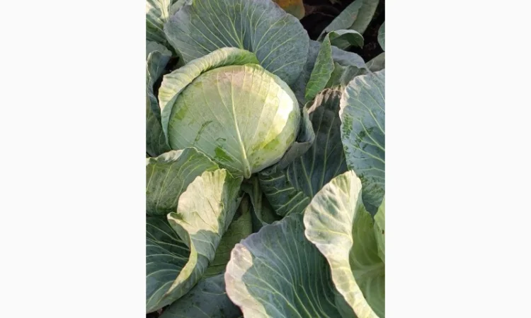 Капуста агрессор на продаж - фото № 4