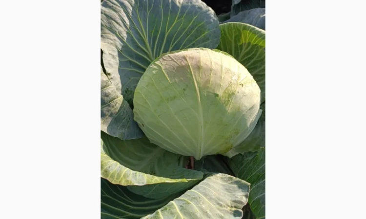 Капуста агрессор на продаж - фото № 5