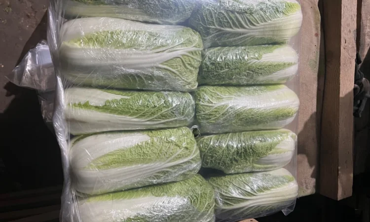Продается пекінська капуста хорошей якості - фото № 1