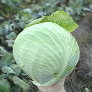 Зимня капуста сорту Епікур на продаж - фото № 1