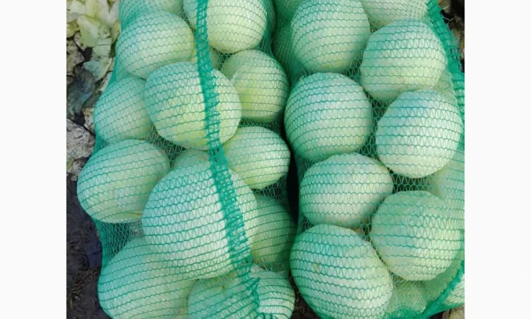 Капуста Епікур на продаж - фото № 1