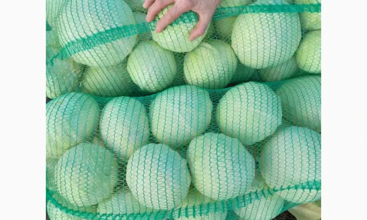 Капуста Епікур на продаж - фото № 3