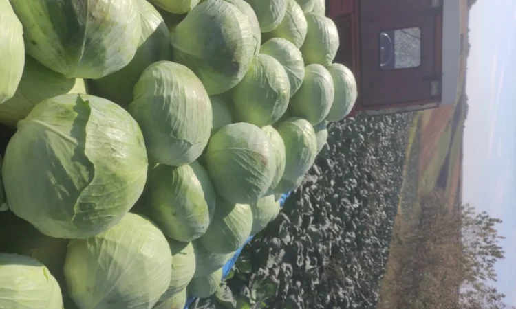 Капуста Агресор на продаж - фото № 1