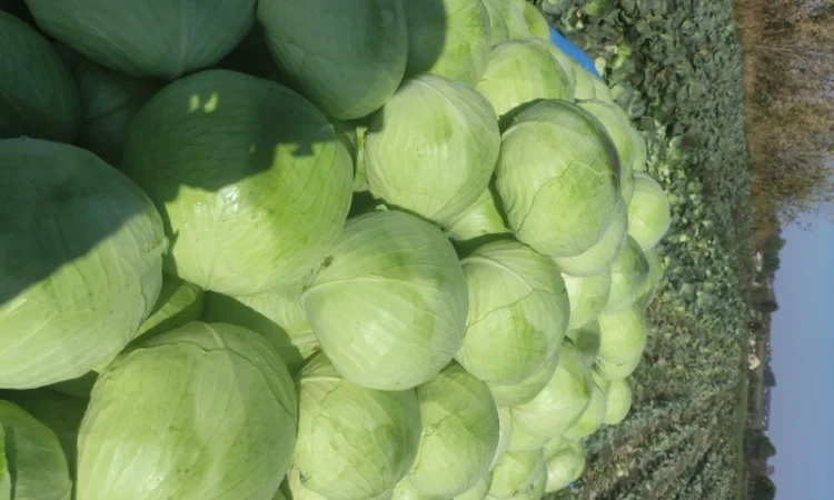 Капуста Агресор на продаж - фото № 2
