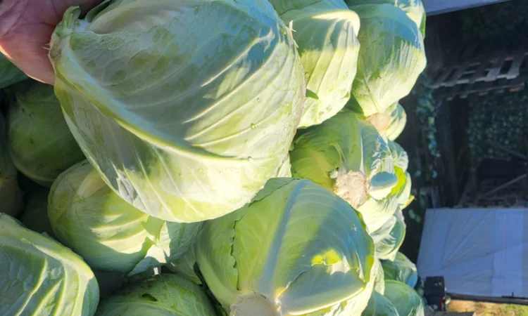 Капуста Агресор на продаж - фото № 1