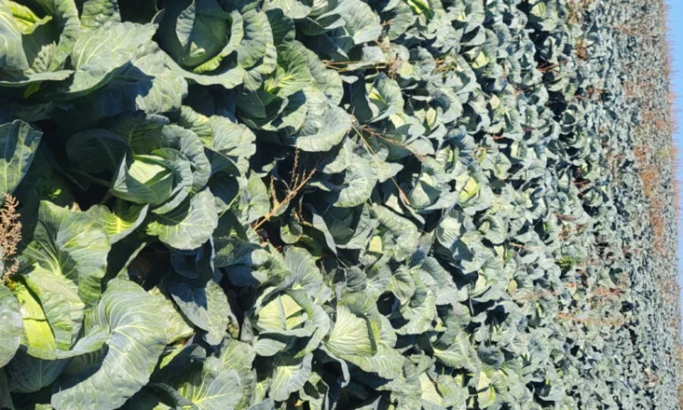 Капуста Агресор на продаж - фото № 2