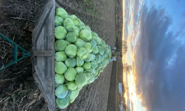 Капуста Тереодор Агресор на продажу - фото № 1