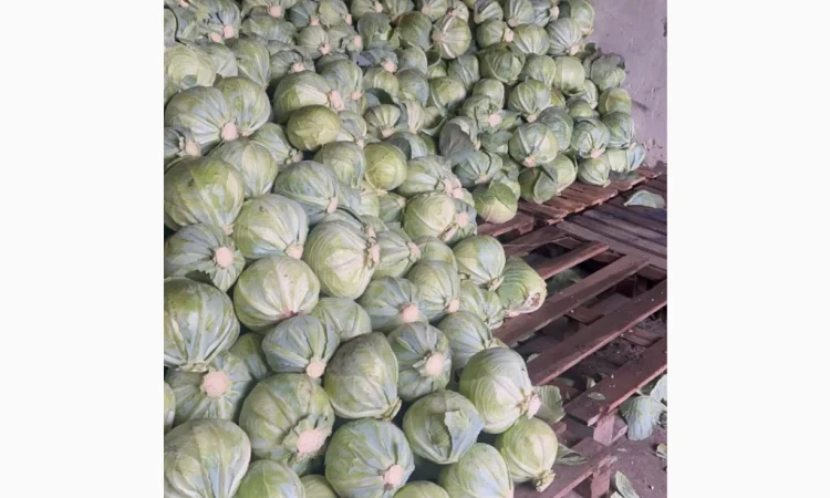 Капуста Сторідор на продаж - фото № 1