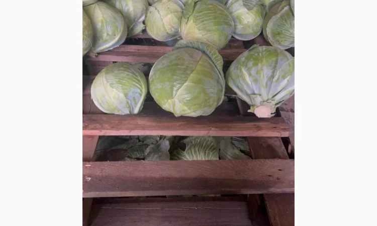 Капуста Сторідор на продаж - фото № 2
