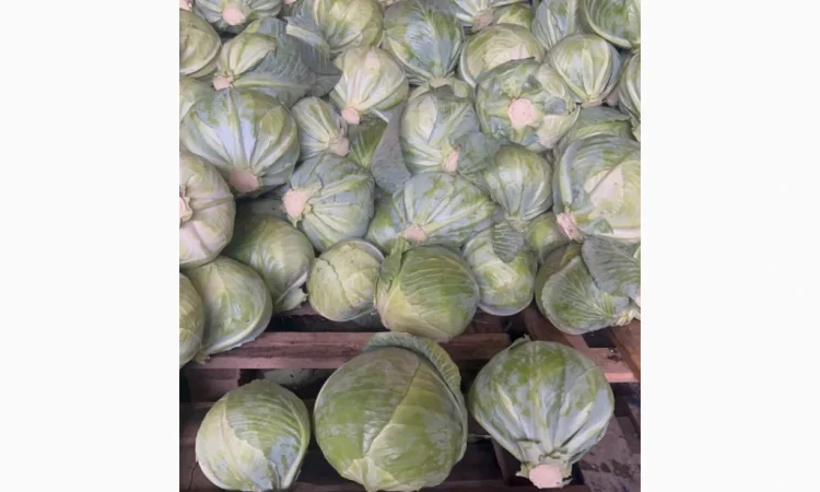 Капуста Сторідор на продаж - фото № 3