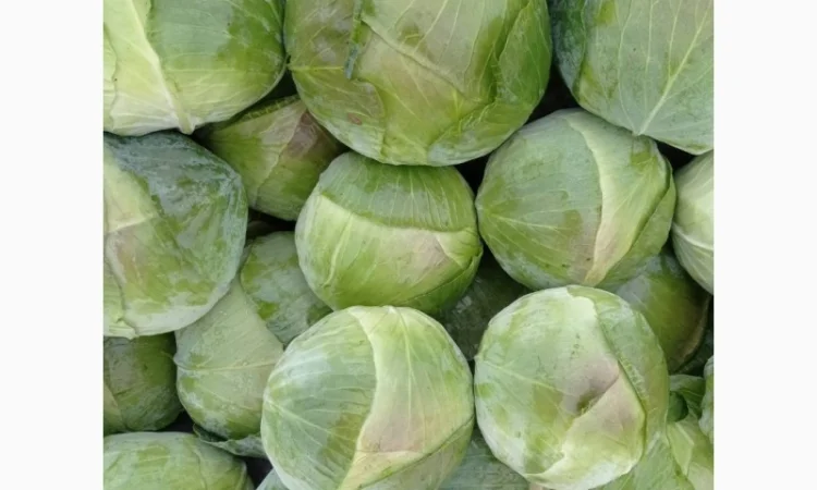 Капуста сорту Агрессор на продаж - фото № 1
