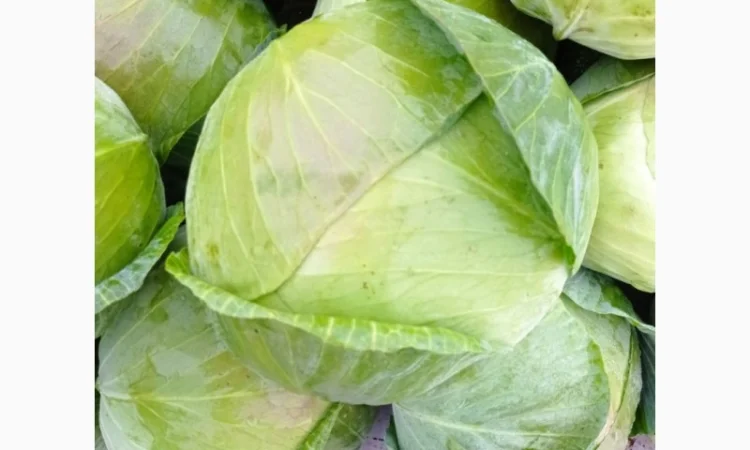 Капуста сорту Агрессор на продаж - фото № 2