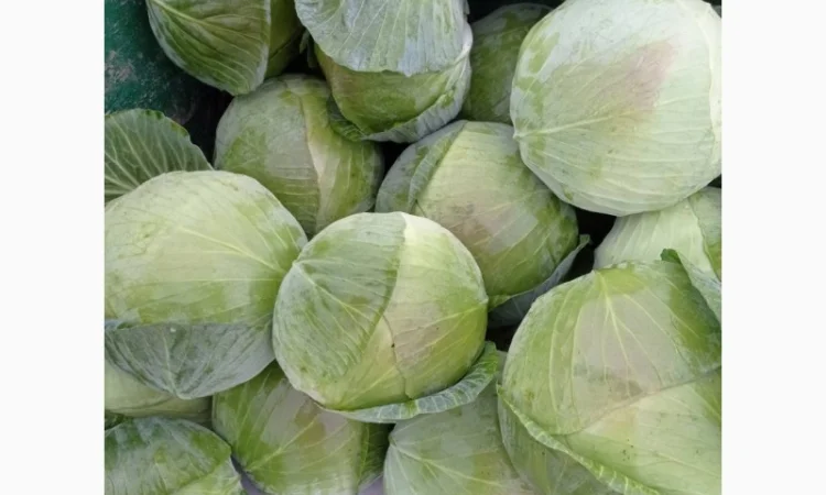 Капуста сорту Агрессор на продаж - фото № 3