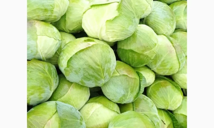 Капуста сорту Агрессор на продаж - фото № 4