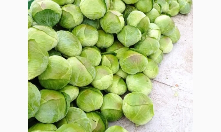 Капуста сорту Агрессор на продаж - фото № 5