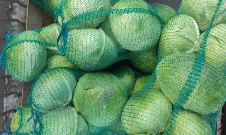 Капуста сорту Агрессор на продаж - фото № 6