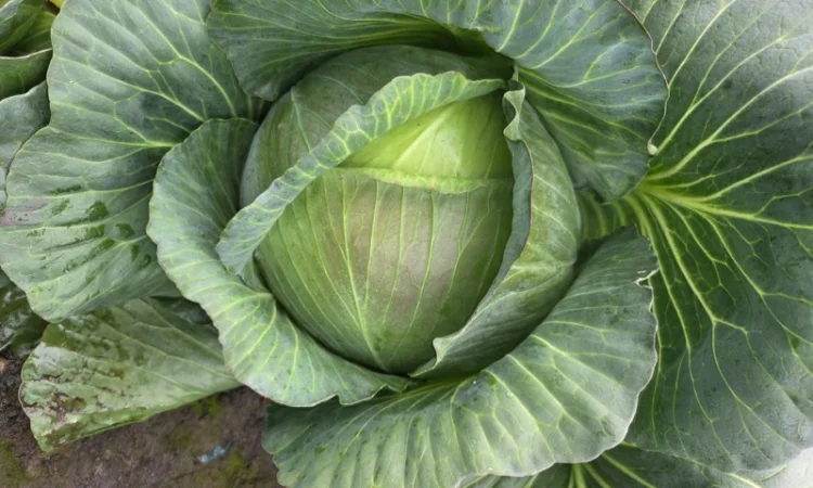 Капуста "Агресор" на продажу - фото № 1