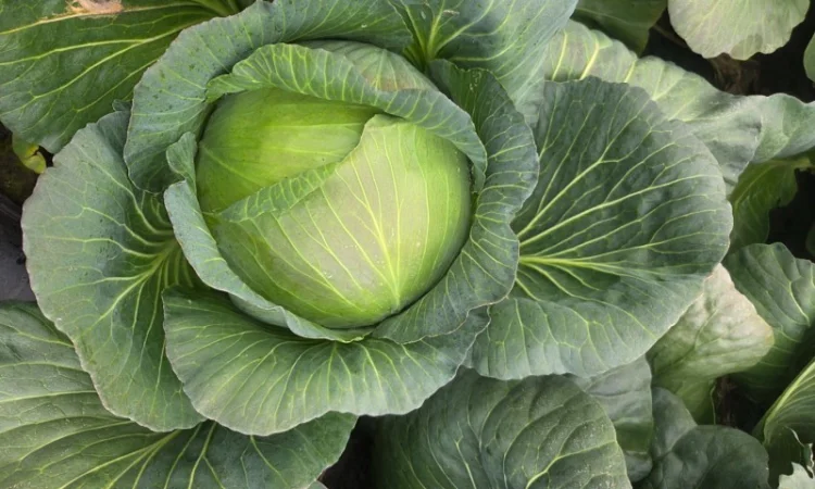 Капуста "Агресор" на продажу - фото № 2